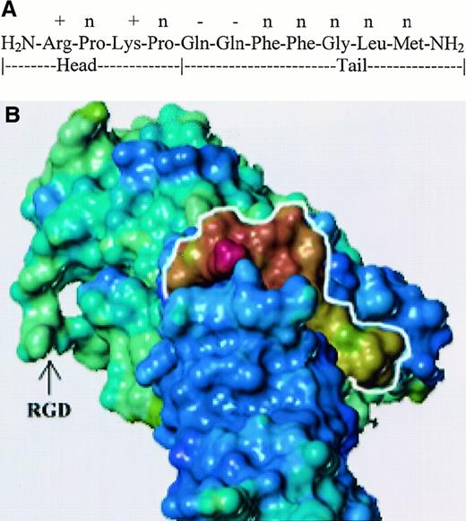 Fig. 5. Docking of SP and fibronectin. / (A) Diagram shows the sequence of SP denoting head and tail regions. Electrostatic potential on the side chains for SP residues are shown: positive (+), negative (−), and neutral (n). (B) Three-dimensional model of SP–FN interaction. Relative electrostatic potential was mapped on the solvent accessible surface of each molecule. Blue-violet represents negatively charged areas, and yellow-red represents positively charged regions. SP is outlined in white.
