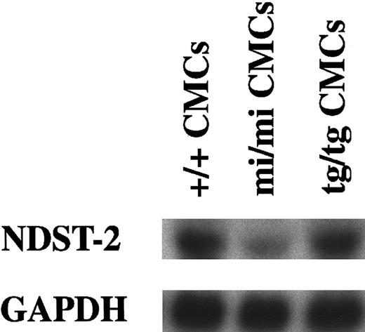 Fig. 2. Expression of the. / NDST-2 gene in CMCs derived from +/+,mi/mi, or tg/tg mice.The blot was hybridized with 32P-labeled cDNA probe of NDST-2 or of GAPDH. Three independent experiments were done, and comparable results were obtained. A representative experiment is shown.