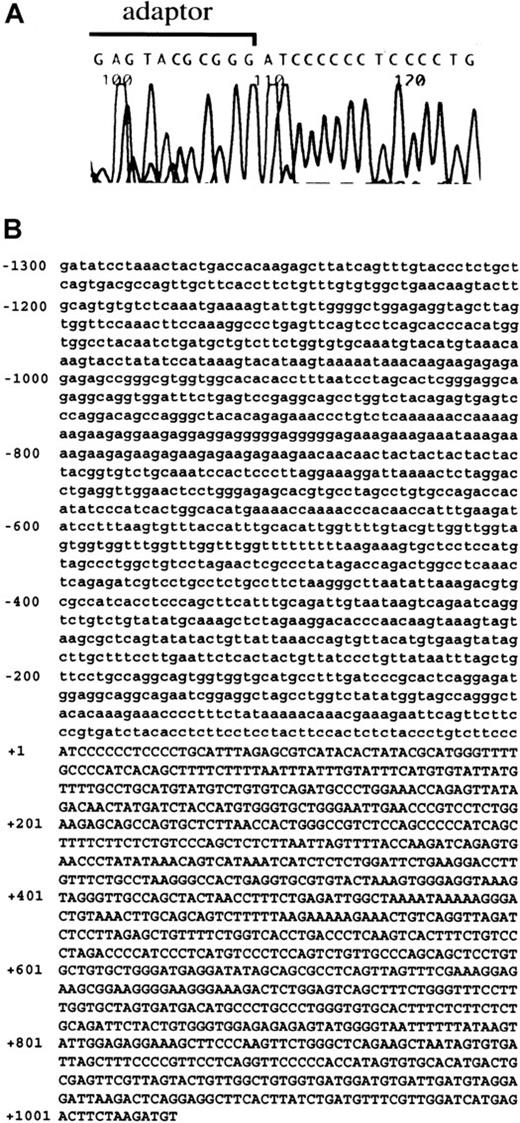 Fig. 3. The result of 5′-RACE and the sequence of promoter region and 5′-UTR of. / NDST-2 gene. (A) 5′-RACE using mRNA derived from MST cells. A part of adaptor used in 5′-RACE and 5′-end of NDST-2 cDNA are shown. (B) The sequence of promoter region and 5′-UTR of theNDST-2 gene. The transcription initiation site was indicated as +1. The sequence in the promoter region is shown by lower case, and that of the 5′-UTR is shown by capitals.