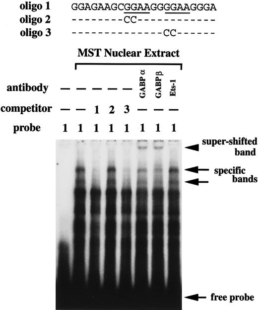 Fig. 5. EGMSA using nuclear extract of MST cells. / Oligo 1 containing the intact GGAA motifs was used as a probe. As a competitor, nonlabeled oligo 1, oligo 2 mutated at the 5′-GGAA motif, or oligo 3 mutated at the 3′-GGAA motif was added. Arrows indicate the 2 specific DNA/protein complexes and the free probe. The super-shift assay was performed using the anti-GABPα, GABPβ, or Ets-1 Ab. The arrowhead indicates the super-shifted band.