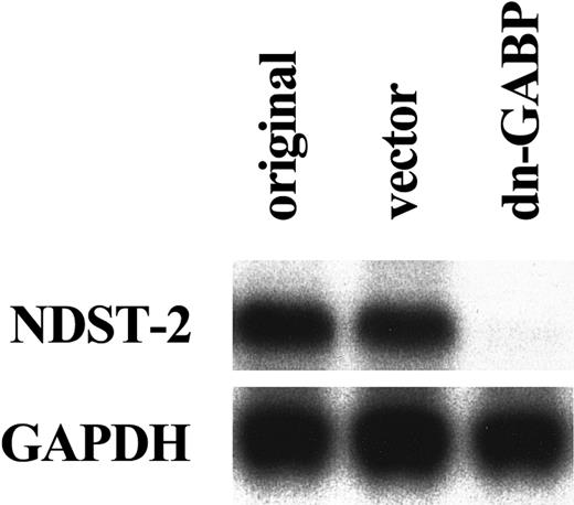 Fig. 6. Reduced expression of NDST-2 transcript by the overexpression of a dominant negative GABP cDNA. / Total RNA was extracted from original MST cells (indicated as original), MST cells overexpressing empty expression vector alone (indicated as vector), or MST cells overexpressing the dominant negative GABP (indicated as dn-GABP). The expression of theNDST-2 gene was examined with Northern blot.