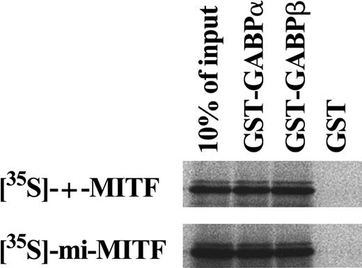 Fig. 9. In vitro binding of MITF to GABP. / 35S-labeled +-MITF or 35S-labeledmi-MITF was subjected to coprecipitation with GST-GABPα, GST-GABPβ, or GST, which had been attached to beads, and the protein complex was analyzed by SDS-PAGE.