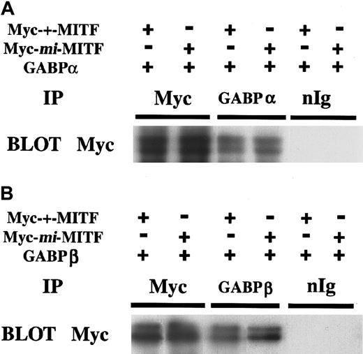 Fig. 10. Coimmunoprecipitation of MITF and GABP. / Myc-tagged +-MITF or Myc-tagged mi-MITF was cotransfected to COS-7 cells with GABPα (A) or GABPβ (B). The whole cell extract was subjected to immunoprecipitation with anti- GABPα or GABPβ Ab. Precipitates were separated by SDS-PAGE and immunoblotted with anti-Myc Ab.