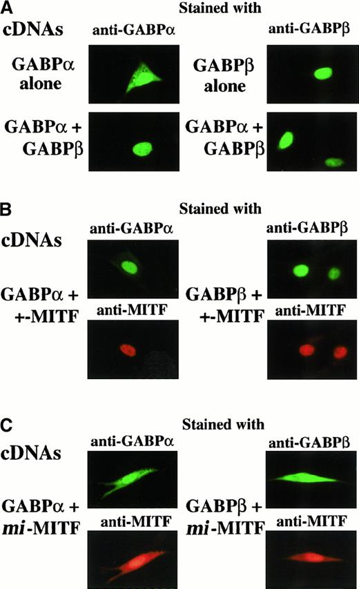 Fig. 11. Subcellular localization of GABPα, GABPβ, +-MITF, or. / mi-MITF examined by immunocytochemistry. (A) GABPα or GABPβ was expressed alone, or GABPα and GABPβ were coexpressed. Cells were stained with either anti-GABPα Ab or anti-GABPβ Ab. (B) GABPα and +-MITF, or GABPβ and +-MITF were coexpressed. Cells were stained with the mixture of anti-GABPα Ab and anti-MITF Ab, or the mixture of anti-GABPβ Ab and anti-MITF Ab. (C) GABPα and mi-MITF, or GABPβ and mi-MITF were coexpressed. Cells were stained with the mixture of anti-GABPα Ab and anti-MITF Ab, or the mixture of anti-GABPβ Ab and anti-MITF Ab (original magnification × 2000).