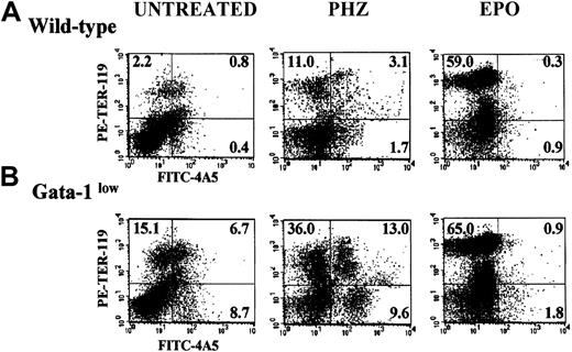 Fig. 4. Expression of TER-119 and 4A5 in the light-density cells of the spleen. / (A) (B) Representative flow cytometric analysis for the expression of TER-119 (y-axes) and 4A5 (x-axes) in the light-density cells of the spleens from untreated (steady-state), day-1 PHZ-treated, and day-6 EPO-treated wild-type (panel A, top panels) and GATA-1low(panel B, bottom panels) mice. The numbers in the quadrants of each dot plot indicate the frequency of cells with the corresponding phenotype. Similar results were obtained in 3 additional experiments. Each experiment included negative controls represented by PE- and FITC-conjugated isotype-matched irrelevant antibodies, which are not presented because they are identical to those already published.26
