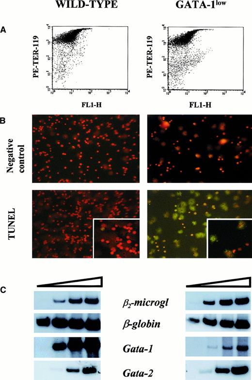 Fig. 6. Apoptosis and gene expression of TER-119+ cells. / (A) Forward-light scatter (FL1-H) vs PE-TER-119 staining of single TER-119+ cells purified from wild-type and GATA-1low mice by immunomagnetic adsorption. The purity of the TER-119+ cells was 97% and 95%, respectively. (B) Propidium iodide (top) and propidium iodide–TUNEL double staining (bottom) of the TER-119+ cells purified in panel A (25 × magnification except for the small quadrants in the bottom panel, which are 40 × magnification to show the details of the apoptotic nuclei). (C) Semiquantitative RT-PCR analysis of the expression of β2-microglobulin (as control), β-globin, GATA-1, and GATA-2 in the TER-119+ cells purified from the spleens of wild-type (left) and GATA-1low (right) mice. Each product was analyzed for increasing numbers of cycles as indicated by a triangle on the top of the panels. In particular, the products were analyzed after 18, 21, 24, and 27 cycles for β2-microglobulin; 15, 18, 21, and 24 cycles for β-globin; and 20, 24, 26, and 30 cycles for the total GATA-1 and GATA-2 transcripts.