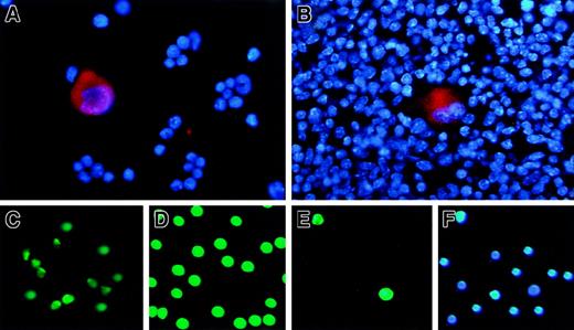 Fig. 4. RGS18 expression in hematopoietic cells. / The fixed suspension cells isolated from mouse bone marrow (A) and the fixed section of mouse spleen (B) were stained with anti-RGS18 rat antibody followed by Cy3-conjugated F(ab′)2 fragment goat antirat antibody, together with DAPI. RGS18 is seen in red and chromosomes are seen in blue. The Hoechst−Rhodamine− cells/SP cells as hematopoietic stem cells (C), Ly-6G/Gr-1+ or CD11b/Mac-1+ cells as granulocyte and monocyte mix (D), and TER-119+ cells as erythrocyte and megakaryocyte mix (E, F) were isolated from mouse bone marrow by fluorescence-activated cell sorting and were immunostained with a purified FITC-labeled anti-RGS18 antibody (C-E). The TER-119+ cells were stained with FITC-labeled anti-RGS18 antibody (E) and with DAPI (F).