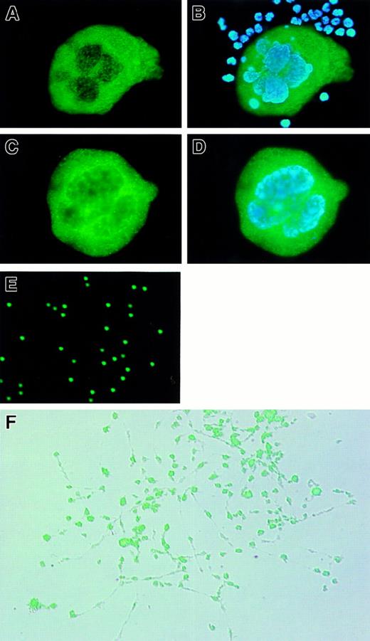 Fig. 5. Expression and subcellular localization of RGS18 in megakaryocytes and platelets. / Fixed megakaryocytes and some hematopoietic suspension cells prepared from mouse bone marrow (A, B) and the fixed megakaryocytes derived from mouse ES cells (C, D) were stained with anti-RGS18 rat antibody followed by FITC-conjugated F(ab′)2 fragment donkey antirat, together with DAPI (B, D). RGS18 is stained in green and polyploid chromosomes in blue. The platelets isolated from mouse peripheral blood (E) and megakaryocytes during proplatelet formation (PPF) (F) were immunostained with purified FITC-labeled anti-RGS18 rat antibody. The fluorescent image of PPF (F) was overlaid on a difference-inteference contrast image.