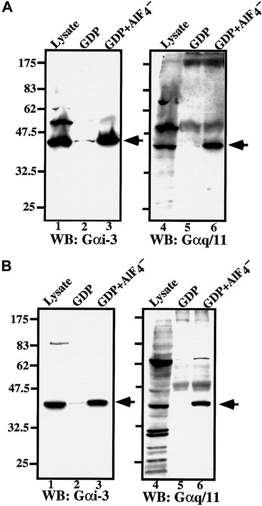 Fig. 7. RGS18 binds to Gαi and Gαq in megakaryocytes. / ES cell–derived primary megakaryocytes (A) or FD-TPO cells (B) were treated with GDP (lanes 2 and 5) or GDP and AlF4− (lanes 3 and 6), and the cell lysates were incubated with GST-RGS18 immobilized on glutathione Sepharose beads. Bound proteins were separated by 10% SDS-PAGE and detected with anti–Gαi-3 antibody or anti-Gαq/11 antibody. Arrowheads indicate the bound Gα of 42 kd. Lanes 1 and 4 show the immunoblots of total cell lysates.