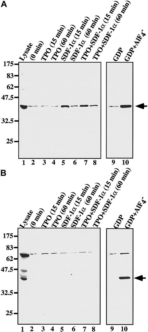 Fig. 8. SDF-1 affects the RGS18 binding to Gαi. / ES cell–derived megakaryocytes were stimulated with SDF-1α (lanes 5-8) for 15 minutes (lane 5) or 60 minutes (lane 6) in the presence of TPO (lanes 3, 4, 7, 8) for 15 minutes (lanes 3, 7) or 60 minutes (lanes 4, 8) or in the absence of TPO (lanes 2, 5, 6, 9, 10), and the cell lysates were prepared. In vitro bindings of Gαi (A) or Gαq (B) to GST-RGS18 were performed with the cell lysates, and the bound proteins were blotted with anti–Gαi-3 (A) or anti-Gαq/11 (B) antibody. Arrowheads indicate the bound Gα. The bindings of RGS18 to Gαi or Gαq with (lane 10) or without (lane 9) AlF4−treatment are shown as controls.
