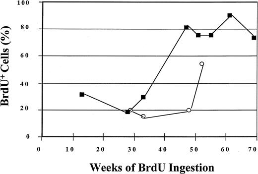 Fig. 3. Labeling of BM CD34+ cells by BrdU after 52 and 69 weeks of BrdU ingestion by 2 baboons. / BM CD34+ cells were analyzed for BrdU labeling by means of anti-BrdU/PI staining and flow-cytometric detection. The open circles represent data obtained from baboon PA6588, and the closed squares represent data obtained from baboon PA6589.