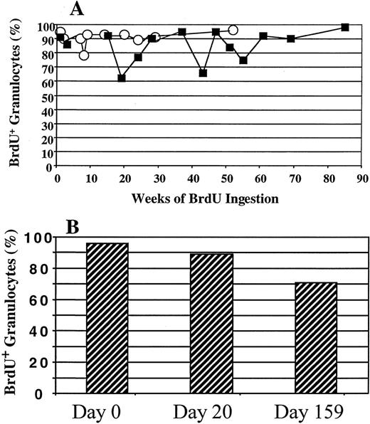 Fig. 5. Incorporation of BrdU by BM granuloctyes and its persistence after ingestion has stopped. / (A) BrdU incorporation by BM granulocytes following prolonged administration of BrdU in vivo. BM granulocytes were isolated from chronically BrdU-fed animal at different time points and analyzed for their BrdU incorporation flow-cytometrically by means of an anti-BrdU mAb conjugated with FITC and PI. The open circles indicate data obtained from one unperturbed animal (PA6588); the closed squares indicate data from a second baboon (PA6589). (B) Persistence of BrdU+ granulocytes following the cessation of BrdU ingestion. Granulocytes were isolated from one of the animals who had been continuously fed BrdU for 52 weeks, and the percentage of BrdU+ granulocytes on the day of cessation of BrdU feeding is indicated as Day-0. Samples were obtained 20 days and 159 days after withdrawal of BrdU. Granulocytes from both of these samples were isolated and analyzed for their BrdU content. The bars represent the percentage of granulocytes that were BrdU+ on the day BrdU feeding was halted, as well as 20 days and 159 days after withdrawal of BrdU.