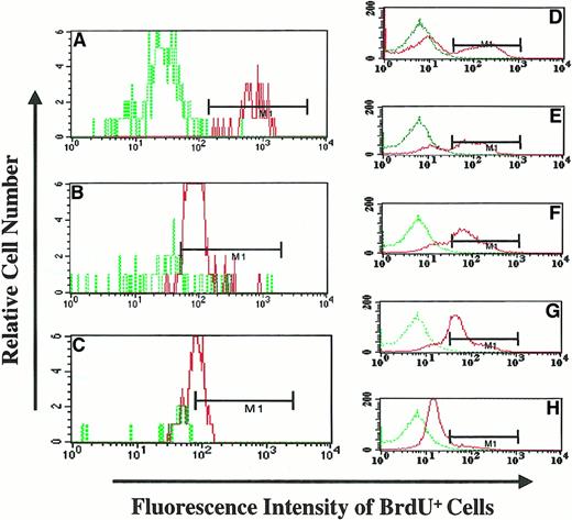 Fig. 6. BrdU fluorescence intensity of granulocytes following withdrawal of BrdU feeding (PA6588). / (A) (B) (C) The BrdU fluorescence of BM granulocytes from the animal at different time points following withdrawal of BrdU (Day-0, panel A; Day-20 panel B; and Day 159, panel C) was analyzed flow-cytometrically. The MFI was determined by dividing the geometric mean fluorescence of BrdU-labeled granulocytes by the geometric mean fluorescence of control (BrdU nonexposed) granulocytes. Dotted green line histograms represent the MFI of granulocytes from BM of an animal not exposed to BrdU; continuous red line histograms indicate the MFI of granulocytes from the BrdU-fed animal following the withdrawal of BrdU. (D) (E) (F) (G) (H) The MFI of KG1a cells exposed to BrdU for 9 hours and cultured for an additional 4 days in the absence of BrdU. Dotted green line histograms represent the MFI of KG1a cells not pulsed with BrdU (BrdU−), and continuous red line histograms represents the MFI of BrdU-pulsed KG1a cells at different time points. The relative decrease of MFI of KG1a cells was used to determine the number of cell divisions that KG1a cells underwent during this time period; this was done by analyzing the decrease in MFI.