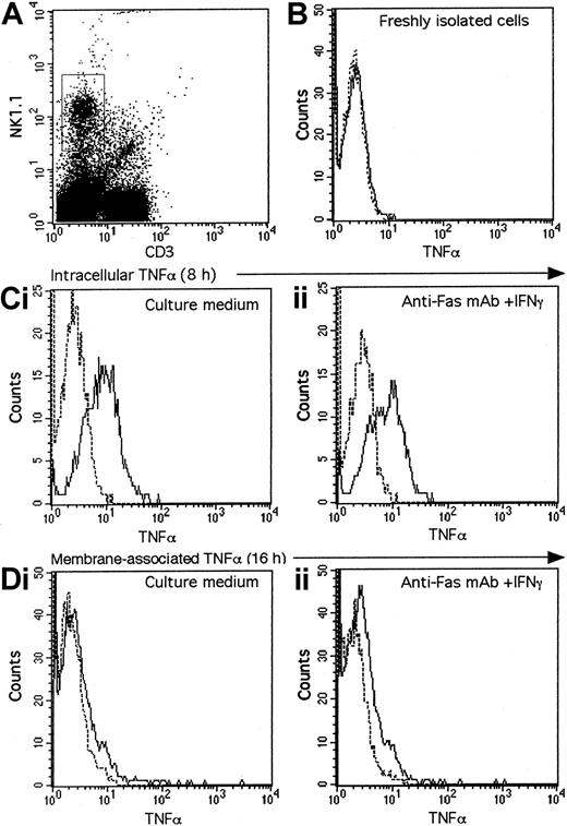 Fig. 4. Sequential expression of intracellular and membrane-associated TNF-α by NK1.1+ CD3−cells gated from splenocytes. / After 8 hours and 16 hours of incubation in culture medium alone (Ci) or together with anti-Fas mAb (5 μg/mL) plus IFN-γ (100 U/mL) (Cii), intracellular staining of TNF-α was performed according to the manufacturer's instructions (Di and Dii). The membrane-associated form of the cytokine was revealed in the same conditions, except fixation of the cells with PFA and treatment with saponin and brefeldin A. Broken lines represent the isotype control. Intracellular staining of TNF-α in NK1.1+CD3− cells (B) gated from freshly isolated NK cells (A) is shown for comparison.