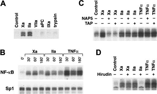 Fig. 1. Induction of NF-κB DNA binding activity by Xa and thrombin. / (A) Protease selectivity. Cells were incubated for 45 minutes with 10 nM of the indicated serine proteases Xa, thrombin (IIa), VIIa, activated protein C (aPC), factor IXa, or trypsin for analysis by EMSA (6% gel) using an oligonucleotide containing an NF-κB site. (B) Time dependence. Cells were incubated with Xa (50 nM), thrombin (50 nM), or TNF-α (20 ng/mL) for the indicated times, followed by nuclear extract preparation for EMSA using oligonucleotide probes specific for NF-κB (top panel) or, as a control for equal loading, for Sp1 (lower panel). (C) Effect of specific inhibitors of Xa. HeLa cells were incubated with 10 nM Xa, 10 nM thrombin, or 20 ng/mL TNF-α in the presence or absence of either 5 μM TAP33 or 1 μM NAP5.32 Nuclear extracts prepared after 45 minutes of treatment were analyzed by EMSA. (D) Effect of the thrombin inhibitor hirudin. HeLa cells were stimulated with 10 nM Xa, 10 nM thrombin, or 20 ng/mL TNF-α in the presence or absence of 100 nM hirudin for 45 minutes, followed by nuclear extract preparation for EMSA.