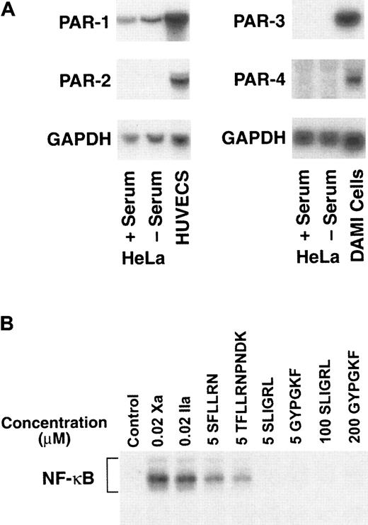 Fig. 2. Expression of protease-activated receptors in HeLa cells. / (A) Northern blotting. Total RNA (10 μg) from the indicated cell lines was probed using specific probes for human PAR-1, -2, -3, and -4 and for GAPDH as a loading control. Only PAR-1 mRNA was detected in non–serum-starved and serum-starved HeLa cells. Human umbilical vein endothelial cells expressed PAR-1 and –2, and the megakaryocytic DAMI cell line expressed PAR-3 and -4. (B) Stimulation with tethered ligand peptides for PAR-1, -2, and -4. Serum-starved HeLa cells were incubated for 45 minutes in the presence of 20 nM Xa or thrombin (IIa) as controls or the PAR-1 peptides SFLLRN (5 μM) or TFLLRNPNDK (5 μM), the PAR-2 peptide SLIGRL (5 and 100 μM), or the PAR-4 peptide GYPGKV (5 and 200 μM), followed by nuclear extract preparation for EMSA using NF-κB–specific probes.