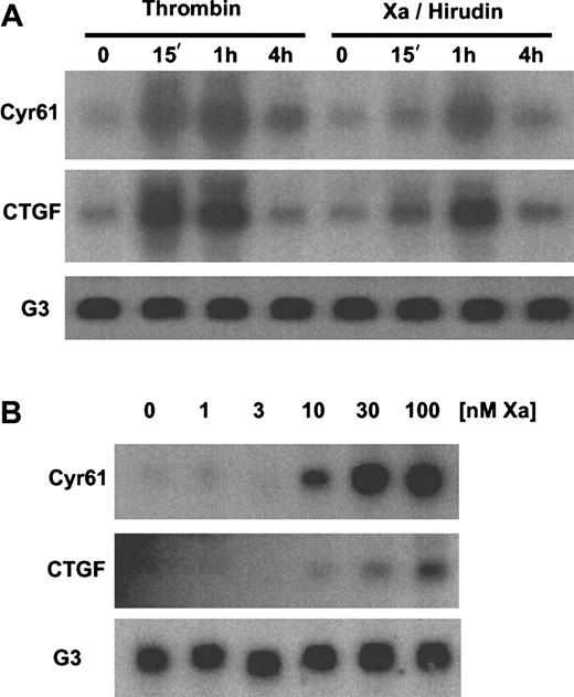 Fig. 3. Induction of. / Cyr61 and CTGF mRNA by Xa/hirudin. (A) Time dependence. Total RNA from serum-starved HeLa cells was purified after the indicated periods of stimulation in the presence of 50 nM thrombin or 50 nM Xa/100 nM hirudin. Transcripts forCyr61, CTGF, and GAPDH (G3) as a loading control were detected by Northern blotting. (B) Dose dependence. Cells were preincubated with 100 nM hirudin for 2 minutes, followed by the addition of the indicated concentrations of Xa for 90 minutes. Transcripts for Cyr61, CTGF, andG3 were detected by Northern blotting.