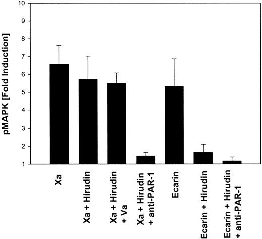 Fig. 4. MAP kinase phosphorylation in response to Xa is mediated by PAR-1 but does not involve intermediate thrombin generation. / HeLa cells were serum-starved, and, where indicated, the cells were incubated with 100 nM hirudin, 2 nM factor Va, or monoclonal antibodies to PAR-1 (10 μg/mL ATAP2, 25 μg/mL WEDE15) for 20 minutes before the addition of 50 nM Xa or 0.5 U/mL Ecarin for 10 minutes. Cells were lysed in SDS-sample buffer; this was followed by SDS-PAGE and Western blotting with ECL detection of phosphorylated MAP kinases p44/42. Autoradiographs were analyzed by laser densitometry, and the fold induction of phosphorylated MAP kinase was calculated (mean ± SEM; n = 3-5).