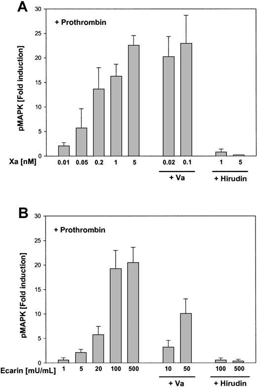 Fig. 5. MAP kinase phosphorylation in response to Xa and Ecarin in the presence of a defined amount of prothrombin. / Serum-starved HeLa cells were preincubated for 20 minutes with prothrombin (10 nM) and activated for 10 minutes with increasing concentrations of Xa (A) or Ecarin (B). Where indicated, the cells were also preincubated for 20 minutes with factor Va (2 nM) or hirudin (100 nM) before the addition of the proteases. Cells were lysed in SDS-sample buffer followed by SDS-PAGE and Western blotting and ECL to detect phosphorylated MAP kinases p44/42. Autoradiographs were analyzed by laser densitometry, and the fold induction of phosphorylated MAP kinase was calculated (mean ± SEM; n = 3).