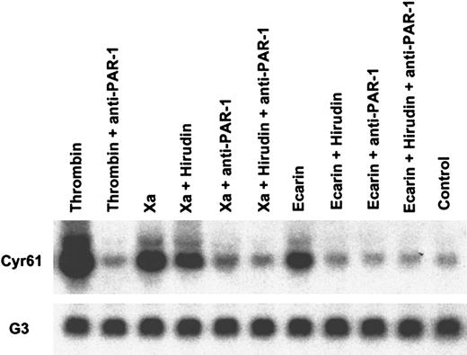 Fig. 6. Cyr61 induction by Xa is independent of thrombin but mediated by PAR-1 activation. / Serum-starved HeLa cells were stimulated for 90 minutes with 20 nM thrombin, 50 nM Xa, or 0.5 U/mL Ecarin. Where indicated, the cells were incubated with monoclonal antibodies to PAR-1 (10 μg/mL ATAP2, 25 μg/mL WEDE15) or 100 nM hirudin for 20 minutes before the addition of the proteases. Total RNA was purified, and transcripts forCyr61 and GAPDH (G3) as a loading control were detected by Northern blotting.