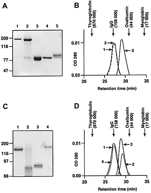 Fig. 1. SDS-PAGE and size-exclusion chromatography of plasma-derived and recombinant proteins. / (A) SDS-polyacrylamide gel of proteins stained with Gelcode Blue. All lanes contain unreduced protein except for lane 4. Lane 1, human plasma FXI; lane 2, human recombinant FXI; lane 3, recombinant FXI-Ala321; lane 4, human plasma FXI (reduced); and lane 5, human plasma PK. (B) Retention times of proteins shown in panel A size-fractionated on a Superose-12 gel filtration column. The numbers next to the protein peaks correspond to the numbers used in panel A. The peak for human plasma FXI (lane 1) is drawn as a solid line and FXI-Ala321 (lane 3) as a dashed line. (C) Nonreducing SDS-polyacrylamide gel of chimeric proteins stained with Gelcode Blue. Lane 1, human plasma FXI; lane 2, FXI/PKA4; lane 3, human plasma PK; and lane 4, FXI/PKA4-Gly326. (D) Retention times of proteins shown in panel C size-fractionated on a Superose-12 gel filtration column. The numbers next to the protein peaks correspond to numbers in panel C. For panels A and C, positions of molecular mass standards in kilodaltons are shown at the left of the figures. For panels B and D, retention times of molecular mass standards are shown at the top of the figures.