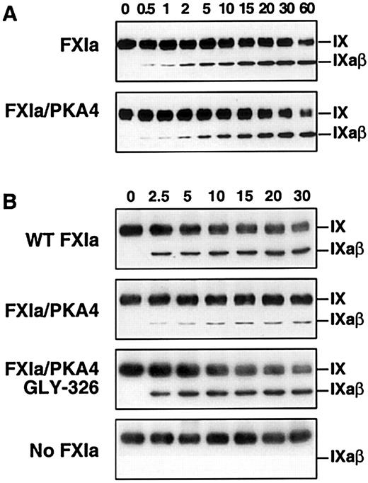 Fig. 3. Western immunoblot analysis of factor IX activation by FXIa in the presence of platelets. / (A) Factor IX (150 nM) was incubated with 1 nM wild-type FXIa or activated FXI/PKA4 in TBSA containing 2 mM CaCl2. At the indicated time points, samples were removed into sample buffer and processed as described in “Materials and methods.” (B) Reactions were run in the same manner as in panel A with the following additions: HK 50 nM, ZnCl2 (25 μM), and activated platelets (0.5 × 108/mL). The positions of zymogen (FIX) and activated (FIXaβ) factor IX are shown to the right of each blot. Time in minutes is shown across the top of each panel.