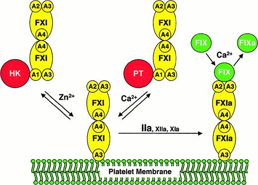 Fig. 4. A model for the activation of FXI and factor IX on activated platelets. / The FXI or FXIa molecule is a dimer composed of 2 identical 80-kd polypeptides, each containing 4 apple domains (designated A1 through A4), and one trypsin-like catalytic domain. For the sake of clarity, schematic representations of FXI are shown only with apple domains involved in the relevant interaction. FXI binds to the surface of an activated platelet through one of its A3 domains in a reaction that requires either HK and Zn2+, or prothrombin (PT) and Ca++. HK or PT (shown interacting with the A1 domain of FXI in the solution phase of the diagram) appears to be required for FXI to be in the proper conformation for binding to the platelet but does not appear to be a necessary component of a platelet-binding site for FXI. It is not known if FXI interacts with either HK or PT on the platelet surface. Furthermore, it is not clear if HK and PT interact with one or both polypeptides of the FXI dimer. FXI bound to the platelet is activated to FXIa by thrombin, factor XIIa, or factor XIa.1314 Factor IX binds to FXIa through the heavy chain not involved in binding to the platelet. Available data suggest that the factor IX binding site on FXIa involves components of the A2 and A3 domains.232427 FXIa then converts factor IX (FIX) to factor IXa (FIXa) in a reaction requiring calcium ions.6Abbreviations: FXI, factor XI; FXIa, factor XIa; FIX, factor IX; FIXa, factor IXaβ; A1 through A4, factor XI apple domains 1 through 4, respectively; HK, high molecular weight kininogen; PT, prothrombin.