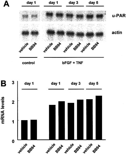 Fig. 3. Expression of u-PAR mRNA in hMVECs after BB94 treatment. / Confluent hMVECs cultured on gelatin-coated wells were preincubated without (control) or with bFGF (10 ng/mL) and TNF-α (10 ng/mL) in the presence of vehicle (0.1% DMSO) or 10 μg/mL BB94 and 0.1% DMSO for the indicated period. Then the hMVECs were restimulated, and total RNA was isolated at 8 hours and analyzed by Northern blotting for u-PAR mRNA (A). Equal loading was checked by hybridization with an actin probe. Signals for u-PAR were quantified by densimetry and adjusted for the corresponding actin signal (B). The amount of u-PAR mRNA present at the different times is expressed relative to that found under control conditions. Two independent experiments gave similar results.