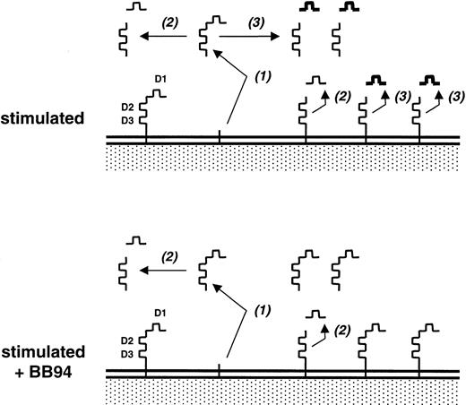 Fig. 9. Schematic representation of the enzymatic pathways involved in the release of su-PAR from activated hMVECs in the absence or presence of MMP inhibitors. / (1) Indicates cleavage of D1D2D3 by phospholipase D11; (2) indicates cleavage of D1 from the u-PAR by u-PA/plasmin1213; and (3) indicates cleavage of D1 from the u-PAR by MMP-12 activity (this paper).