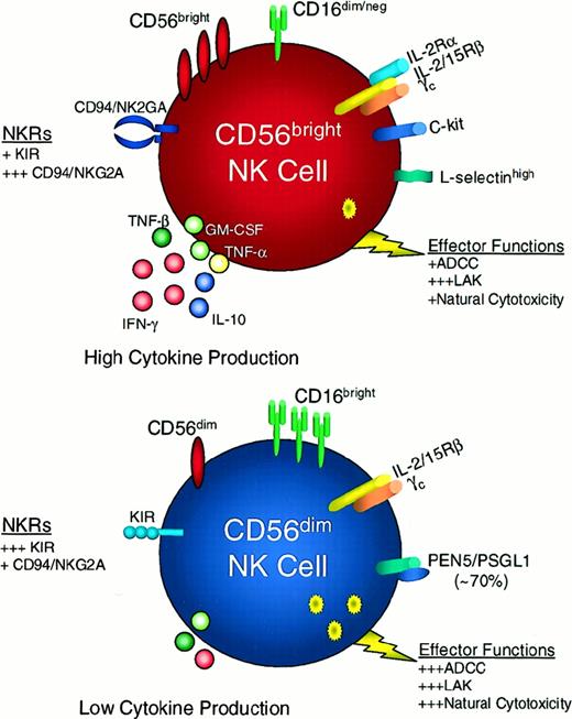 Fig. 7. CD56bright and CD56dim NK cell subsets exhibit differential receptor profiles and innate immune functions. / Many of the receptors and functions of CD56bright (red cell) and CD56dim (blue cell) NK cells are schematized in this figure. CD56brightCD16dim/neg NK cells produce abundant immunoregulatory cytokines (some of which are depicted here) and exhibit potent LAK activity but are less effective mediators of ADCC and natural cytotoxicity. By contrast, CD56dimCD16bright NK cells produce low levels of NK-derived cytokines and are potent mediators of ADCC, LAK activity, and natural cytotoxicity.1112 CD56bright NK cells have a less granular morphology when compared with CD56dim NK cells.5 CD56dim NK cell exhibit much higher levels of KIR, whereas resting CD56bright NK cells have high expression of CD94/NKG2A.1415 L-selectin is highly expressed on CD56bright NK cells, whereas CD56dim NK cells express PEN5/PSGL1 which appears to mediate interactions with L-selectin.1516 ADCC, antibody-dependent cellular cytotoxicity; KIR, killer-immunoglobulin-like receptor; LAK, lymphokine-activated killer; NKRs, natural killer receptors.