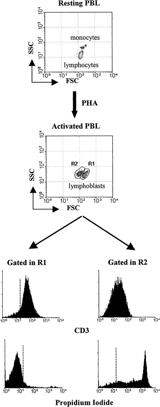 Fig. 1. Activation-induced T-cell death among normal human PBLs. / Freshly collected human PBLs were stimulated in 6-well plates in CM with PHA-P (5 μg/mL) and cultured for 5 days. Blasts cells were harvested and stained with CD3-FITC and PI, as indicated in “Materials and methods.” Ten thousand events were acquired in a FACSsort and analyzed using the Lysis II program. Results show dot blots (FCS vs SSC) before (upper dot blot) and 5 days after (lower dot blot) PHA activation. Histograms show the results of CD3 and PI staining of lymphoblasts in regions R1 and R2. Dotted lines represent background staining. Data from 1 of 5 separate experiments with similar results are shown.