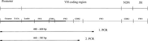 Fig. 1. Amplification strategy. / Schematic representation of the amplification strategy used for amplification of the Ig promoter region in 9 cases of cHD and 3 HD-derived cell lines. Thick line, newly amplified proportion; dotted line, overlapping region; thin line, published Ig sequence proportion.