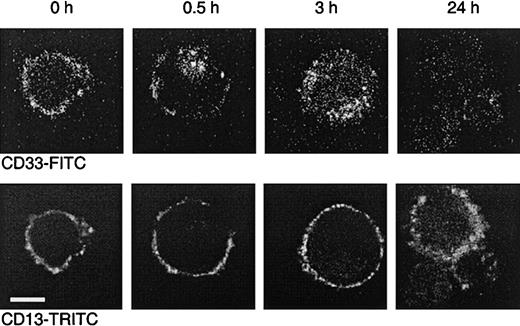 Fig. 6. Dual color laser microscopic images showing the internalization of the CD33 antibody P67.6. / The CD33+ myeloid cell line MEG-01 was incubated at 37°C with P67.6-FITC for different periods as indicated, followed by labeling with CD13 and GαM-TRITC. The upper panel shows the P67.6-FITC staining (green channel), and the bottom panel shows the red channel of exactly the same image displaying the membrane staining with CD13/GαM-TRITC (bar = 10 μm).