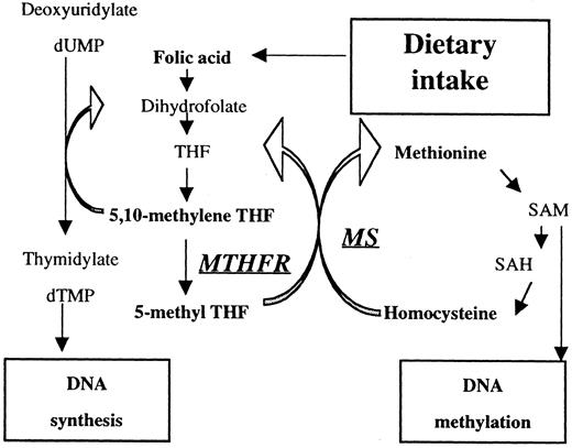 Fig. 1. Overview of folate- and methionine-metabolizing pathways. / MTHFR catalyzes the reduction of 5,10-methylene THF to 5-methyl THF. Reduced activity of MTHFR results in the accumulation of 5,10-methylene THF, which accelerates methylation of dUMP to dTMP. MS catalyzes the transfer of the methyl base from 5-methyl THF to homocysteine. Reduced activity of MS leads to hypomethylation of DNA.
