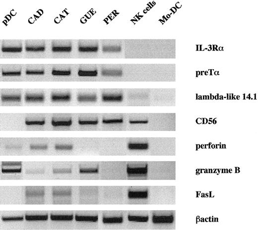 Fig. 1. Leukemic cells express pDC- and NK-related transcripts. / Expression of relevant mRNA was analyzed by RT-PCR from pure tumor cells, CD11c− pDCs, NK cells, and mo-DCs. Like normal pDCs, tumor cells expressed high levels of IL-3Rα, pre-Tα, and lambda-like 14.1 mRNA that were absent from NK cells and mo-DCs. In contrast, only weak expression of NK cell–related genes (perforin, granzyme B, FasL) was detected in tumor cells, except for CD56.