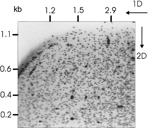 Fig. 1. RLGS profile prepared from a BM aspirate at initial diagnosis with AML. / Directions of first and second dimension electrophoresis are shown, as well as molecular sizes of the fragments.