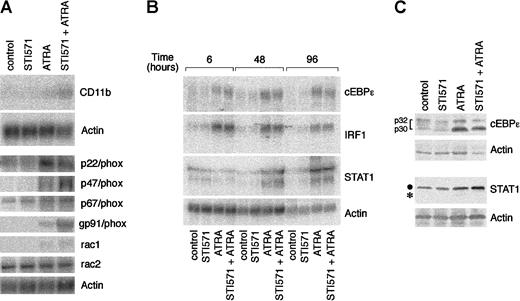 Fig. 6. Effect of STI571 and ATRA on the steady-state levels of the transcripts coding for CD11b; the components of the NADPH-oxidase complex; the transcription factors cEBPε, IRF-1, and STAT1; as well as cEBPε and STAT1 proteins. / NB4 cells were seeded at an initial concentration of 2 × 105/mL and treated for 4 days (A and C) or the indicated amount of time (B) with vehicle alone, STI571 (5 × 10−6 M), ATRA (10−7 M), and the combination of the 2 compounds. In (A) and (B), the steady-state levels of the indicated transcripts were measured by Northern blot analysis, using total RNA (20 μg/lane) and 32P-labeled specific cDNA probes. In (C), cEBPε and STAT1 protein levels were determined by Western blot analysis (●, intact form of STAT1; *, degradation product of the protein). Determination of NBT-reducing activity in parallel cultures at the time of RNA harvesting gave the following results in ΔO.D. at 540 nm: control = 0.21; STI571 = 0.21; ATRA = 0.41; STI571 + ATRA = 0.92.