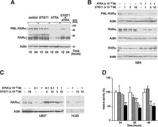 Fig. 7. Effect of STI571 and ATRA on the degradation of PML-RARα, RARα, and RXR as well as proteasome activity in NB4 cells. / NB4 (A and B), or HL-60 and U937 (C) cells were seeded at an initial concentration of 2 × 105/mL and treated for 3 days (B and C) with the indicated compounds and for the indicated amount of time. (A and D) Western blot analysis (50 μg protein/lane) was performed with specific antibodies against PML-RARα, RARα, RXRα, and β-actin. On the right side of panel A, the position of the molecular weight standard is indicated. (D) Proteasome-dependent proteolytic activity was measured with a specific fluorogenic peptide substrate. Results are the mean ± SD of 3 separate culture dishes. The results are representative of at least 3 independent experiments. ■, control; ▨, STI571; ░, ATRA; ▪, STI571 plus ATRA; **, significantly lower than the corresponding group treated with ATRA alone (P < .01 according to the Student ttest); °°, significantly lower than the corresponding control group (P < .01 according to the Student t test).