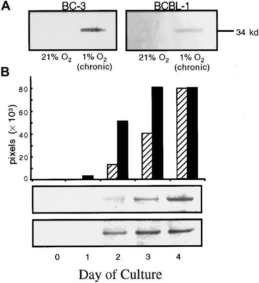 Fig. 3. Western blot detection of the mCP of KSHV from supernatants of KSHV-infected cells in normoxia (21% O2) and hypoxia (1% O2) in the absence or presence of TPA induction. / (A) 96-hour supernatants were collected from BC-3 or BCBL-1 cells that had been cultured for at least 3 passages at 21% O2 or 1% O2, washed, seeded at 300 000 cells per milliliter, and returned to their respective conditions. For BC-3, the band represents approximately 5.5 × 107 viral particles per milliliter of supernatant. For BCBL-1, the band represents approximately 10 × 107 viral particles per milliliter. These values are based on comparison with a viral standard electrophoresed on the same blot. (B) BCBL-1 cells cultured at 300 000 cells per milliliter in normoxia (21% O2) or acute hypoxia (1% O2) were then treated with 6.4 nM TPA. The time indicated represents the time following TPA addition after incubation of cells overnight. Each band was scanned, and the relative band intensity expressed as total pixels was determined and plotted for samples in normoxia (▨ and top band) and hypoxia (▪ and bottom band).