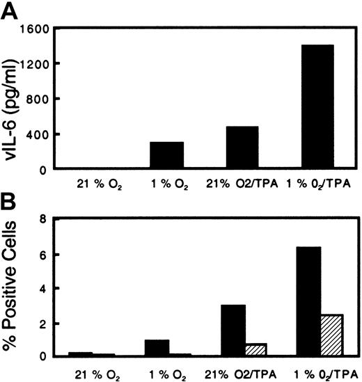Fig. 4. Effect of acute hypoxia and TPA on secreted vIL-6 production and intracellular PF-8 expression from KSHV-infected BCBL-1 cells. / BCBL-1 cells were seeded at 300 000 cells per milliliter and then incubated in normoxia or hypoxia (1% O2). Following incubation overnight, cells were either left untreated or treated with TPA (6.4 nM) and returned to their respective conditions. (A) After incubation for 72 hours, the cells were harvested and analyzed for vIL-6 in the supernatant. (B) PF-8 (▪) and gpK8.1 (▨) lytic protein expression in the viable cells.