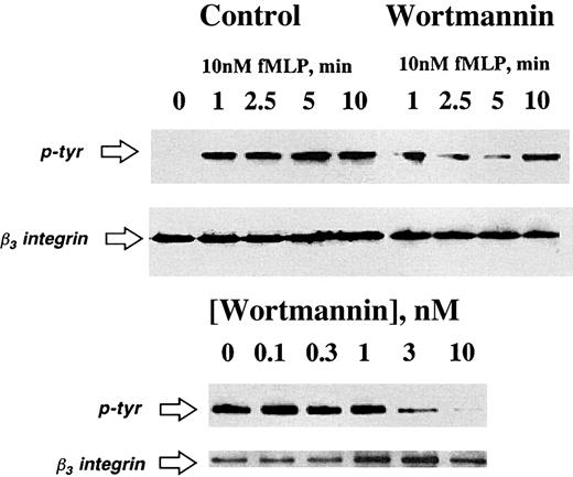 Fig. 4. Inhibition of PI3K blocks fMLP-activated β3-integrin tyrosine phosphorylation. / Isolated human PMNs were pre-exposed to vehicle or wortmannin (3 nM in the top panel or indicated concentration in the bottom panel) followed by adhesion to matrix substrates. Adherent PMNs were exposed to fMLP (10 nM) for indicated periods of time (top panel) or for 10 minutes (bottom panel). Cells were lysed and β3-integrin was immunoprecipitated and resolved by SDS-PAGE. Tyrosine phosphorylation was assessed by immunoblot. Data are representative from 3 separate experiments.