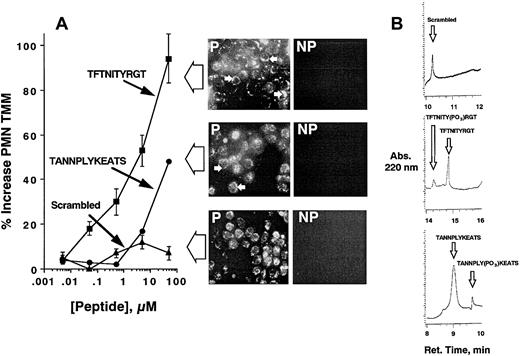 Fig. 5. HIV-tat peptide–mediated loading of peptides corresponding to β3-integrin cytoplasmic tail promotes PMN transmatrix migration. / In panel A, isolated human PMNs were pre-exposed to indicated concentrations of HIV-tat peptides motifs corresponding to β3-integrin cytoplasmic tyrosine 747 (closed circles), tyrosine 759 (closed squares), or scrambled peptide for 20 minutes at room temperature followed by examination of fMLP-stimulated (10−8 M) transmigration across matrix-coated substrates. The immunofluorescence insets for each peptide localize HIV-tat peptide within permeabilized (P) and nonpermeabilized (NP) PMNs following peptide loading (see “Materials and methods”). Arrowheads demonstrate predominant localization of peptides at the cytoplasmic face of PMNs. Transmigrated PMNs were quantified by determination of MPO. Data are derived from 9 monolayers in each condition from 4 separate experiments with results expressed as mean ± SEM number transmigrating PMNs. (B) The β3-integrin cytoplasmic sequence is a kinase substrate. Coincubation of HIV-tat peptides coupled to a scrambled peptide (top panel), the FTNITYRGT peptide (middle panel), or the ANNPLYKEATS peptide (bottom panel) with fMLP-activated PMNs were analyzed for phosphorylation by HPLC (representative tracings of 2 experiments are shown). Arrows indicate position of unphosphorylated or phosphorylated standards.