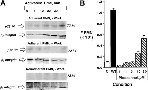 Fig. 6. Role of p72syk in PI3K-mediated uncoupling of β3-integrin–mediated transmatrix migration. / (A) Isolated human PMNs were pre-exposed to vehicle (−Wort) or wortmannin (+Wort, 100 nM) and adhered to matrix substrates (top 2 blots) or left in suspension. PMNs were exposed to fMLP (10 nM) for indicated times (0-30 minutes). Cells were lysed and β3-integrin was immunoprecipitated and resolved by SDS-PAGE. Association with p72syk was assessed by immunoblot . Data are representative from 3 separate experiments. (B) PMNs were pre-exposed to vehicle (C), wortmannin (WT, 100 nM) or indicated concentrations of the p72syk inhibitor piceatannol for 20 minutes at room temperature followed by examination of fMLP-stimulated (10−8 M) transmigration across matrix-coated substrates. Transmigrated PMNs were quantified by determination of MPO content following termination of the assay. Data are derived from 8 to 10 monolayers in each condition from 3 separate experiments with results expressed as mean ± SEM number transmigrating PMNs .