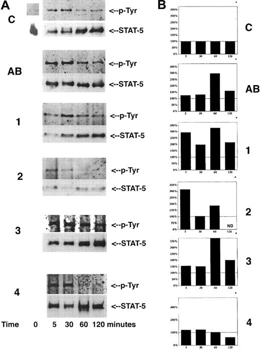 Fig. 3. Activation of STAT-5 by treatment with SCFADs. / (A) Immunoblot analysis of total STAT-5 protein and phosphorylated STAT-5 protein in 32D cells. 32D cells were deprived of IL-3 for 18 hours, in the presence of various SCFADs, and then stimulated with 25 U/mL IL-3. Total cellular protein extracts harvested at 0, 5, 30, 60, and 120 minutes after IL-3 stimulation were treated with anti-Stat5 antibody, and the immunoprecipitated complexes were separated by SDS-PAGE and transferred to nitrocellulose. Filters were probed first with an antiphosphotyrosine, developed, stripped, and subsequently probed with an anti–STAT-5 antibody and developed. The figure is an autoradiogram of the ECL exposures. Treatments included Control (C); arginine butyrate at 1mM (AB); phenoxyacetic acid at 1mM (1); α methylhydrocinnamic acid at 1mM (2); 2,2 dimethyl butyric acid at 1mM (3); and 3-(3,4-dimethoxyphenyl) propionic acid at 1mM (4). (B) Densitometric quantitation of the films of the ECL immunoblots, expressed as arbitrary units, after subtraction of background and normalization for total Stat5 protein present in the sample. The dashed lines in all bar graphs indicate the level of phosphorylated STAT-5 protein remaining in the IL-3–only control at each specific time point. C, control; AB, arginine butyrate at 1mM; 1, phenoxyacetic acid at 1mM; 2, α-methyl hydrocinnamic acid at 1mM; 3, 2,2 dimethyl butyric acid at 1mM; and 4, 3-(3,4-dimethoxyphenyl) propionic acid at 1mM.