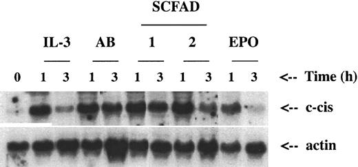 Fig. 4. Northern blot analysis of. / c-cis expression in 32D cells with and without treatment with the SCFA derivatives. After the addition of 0.5 U/mL IL-3 at time zero, mRNA was prepared from the 32D cells at 0, 1, and 3 hours, as labeled above each lane. In the control lane (IL-3) 0.5 U/mL IL-3 was added at time 0, and in the EPO lane 3 U/mL was added at time 0 after starvation overnight. AB lanes had a concentration of 1 mM arginine butyrate; 1, 1 mM α methylhydrocinnamic acid; 2, 1 mM 2,2 dimethylbutyric acid; the cells were starved overnight in these concentrations and at time zero 0.5 U/mL IL-3 was added.