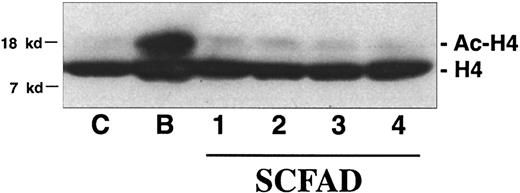 Fig. 5. Histone deacetylase inhibitory activity of butyrate compared to SCFA derivatives. / Immunoblot analysis of total nuclear proteins from K562 cells separated on SDS-PAGE, transferred to nitrocellulose, and immunoblotted with an antibody to acetylated histone H4. Cells were left untreated (C) or treated for 18 hours with the following test compounds at 1 mM: arginine butyrate (B); α methyl hydrocinnamic acid (1); 2,2 dimethylbutyric acid (2); phenoxyacetic acid (3); or 3-(3,4-dimethoxyphenyl) propionic acid (4).