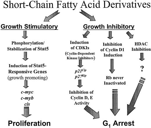 Fig. 7. Schema of signaling pathways. / Butyrate induces components of both signaling pathways, growth inhibitory and growth stimulatory. Treatment of 32D cells with the selected short-chain fatty acid derivatives results in activation of the growth-stimulatory signaling events shown.