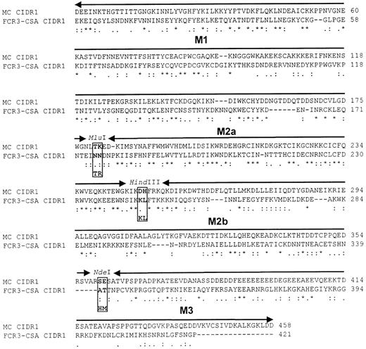 Fig. 2. Alignment of MC and FCR3-CSA CIDR-1. / Alignment was performed by means of Clustalw software at:http://www.ebi.ac.uk/clustalw/. * indicates identical or conserved residues in all sequences in the alignment; :, conserved substitutions; and ., semiconserved substitutions. CIDR-1 domains have been divided into the M1, M2, and M3 regions, in which the M2 encompasses the minimal CD36-binding domain from theMCvar-1 CIDR-1. To exchange the regions of MC and FCR3-CSA CIDR-1, MluI, HindIII, andNdeI restriction sites were introduced. These modifications changed some amino acids at each site, as indicated under the sequences.