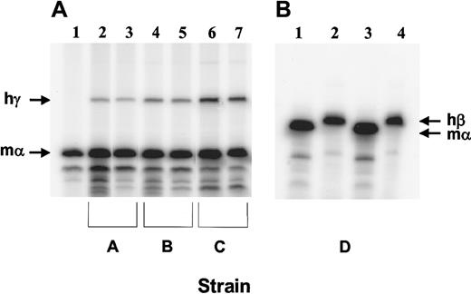 Fig. 4. Human globin transgene mRNA levels in the reticulocytes of β-thalassemic/β-globin transgenic animals. / (A) RNase protection assay using 250 ng RNA and probes for hγ-globin (exon 2) and mα-globin (exon 1). RNA samples obtained from the PB of the following animals were assayed in the same reaction for the amount of each globin mRNA: Lane 1: β-thalassemic littermate without a human globin transgene; lanes 2 and 3: β-thalassemic animals with an ankyrin promoter–γ-globin transgene (strain A); lanes 4 and 5: β-thalassemic animals with a β-spectrin promoter–γ-globin transgene (strain B); lanes 6 and 7: β-thalassemic animals homozygous for the β-spectrin promoter–γ-globin transgene (strain C). The sizes of the protected fragments (indicated by the arrows) are 225 bp for γ-globin and 128 bp for α-globin. (B) RNase protection assay using 250 ng and probes for hβ-globin (exon 1) and mα-globin (exon 1). RNA samples from 2 β-thalassemic animals containing the hβ-globin locus YAC28 (strain D) were assayed for the amount of hβ-globin and mα-globin in separate reactions owing to the similar sizes of the protected fragments for each transcript (135 bp and 128 bp, respectively).