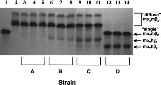Fig. 5. Levels of human/murine chimeric Hb species in the red cells of β-thalassemic mice containing human globin transgenes. / Cellulose acetate Hb electrophoresis gels were used to separate the different Hb species as indicated by the arrows to the right. Lane 1 represents a sample from a normal mouse with the single Hb pattern in which mα2mβs2 and mα2mβt2 run together as a single band. Lane 2 represents a sample from a β-thalassemic mouse that has the diffuse Hb pattern, characterized by an uppermost mα2mβminor2 species and a faster migrating mα2mβmaj2species. Lanes 3 through 5 are samples from β-thalassemic mice with a human ankyrin promoter–γ-globin transgene (strain A); lanes 6 through 8 are samples from β-thalassemic mice with an hβ-spectrin promoter–γ-globin transgene (strain B); lanes 9 through 11 are samples from β-thalassemic mice that are homozygous for the β-spectrin promoter–γ-globin transgene; lanes 12 through 14 are samples from β-thalassemic mice with the hβ-globin locus YAC (strain D). The identities of the chimeric Hb species mα2hγ2 and mα2hβ2 at the indicated positions were previously confirmed independently by acid-urea gel electrophoresis.37